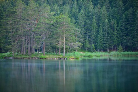 Conifer forest on lake Möserer See