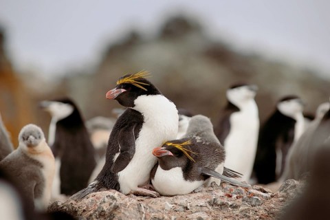 Macaroni Penguins (Eudyptes chrysolophus)