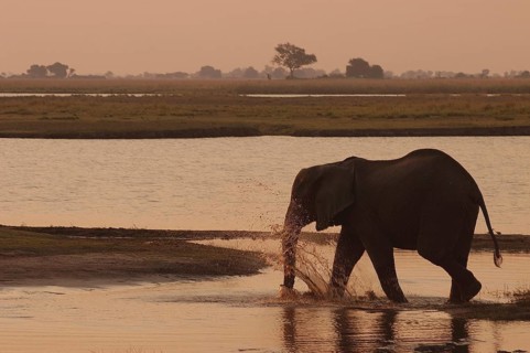 African Bush Elephant (Loxodonta africana)