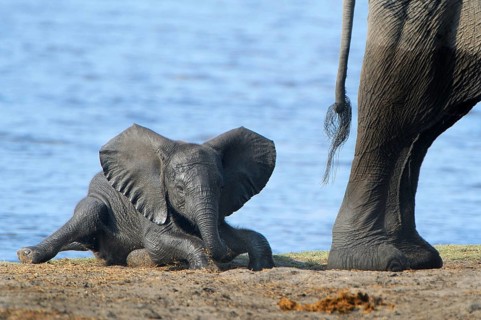 African Bush Elephant (Loxodonta africana)