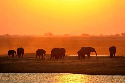 African Bush Elephants (Loxodonta africana) on the water edge at sunset