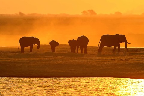 African Bush Elephants (Loxodonta africana) on the water edge at sunset