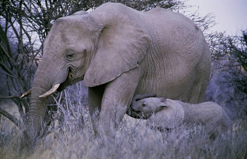 African Bush Elephant (Loxodonta africana) with a calf