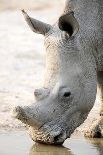 White Rhinoceros (Ceratotherium simum)