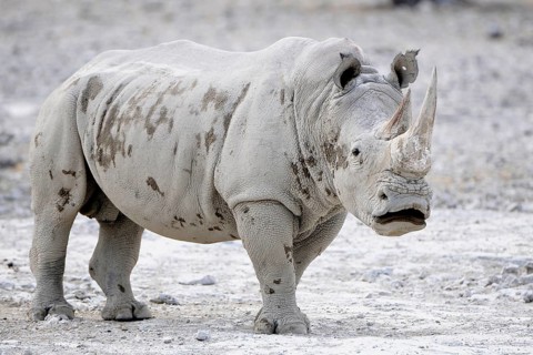 White Rhinoceros (Ceratotherium simum)