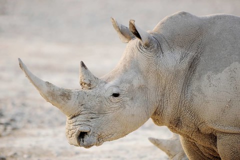 White Rhinoceros (Ceratotherium simum)
