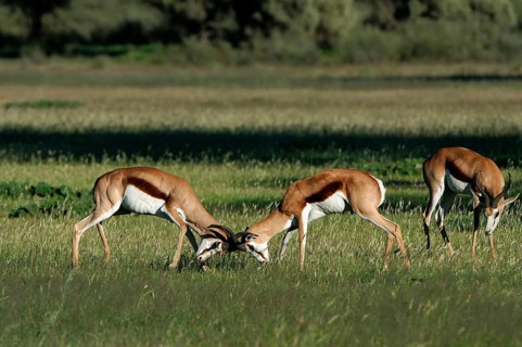 Springboks (Antidorcas marsupialis)