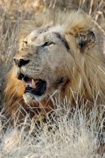 Lion (Panthera leo)