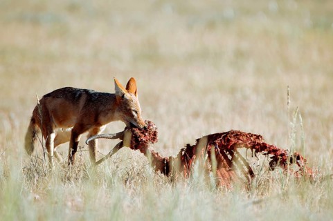 Black-backed Jackal (Canis mesomelas) feeding on prey