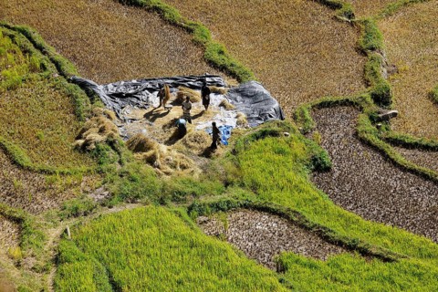 Farmers harvesting rice in Gamri Valley
