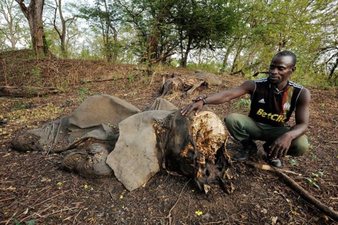 Remains of a young elephant which has fallen victim to poachers