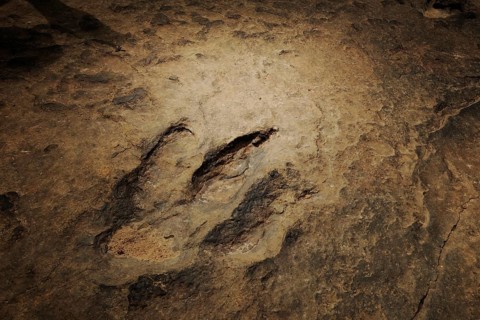 Several million years ago dinosaurs left their now fossilized footprints in the mud of a river bed