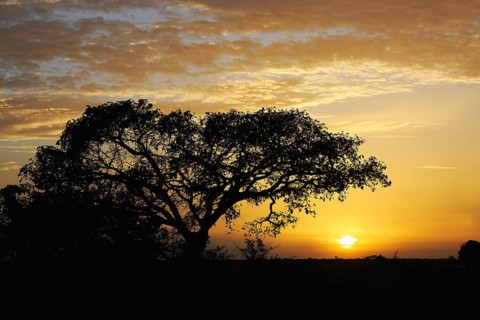 Landscape of Central Cameroon in the sunset