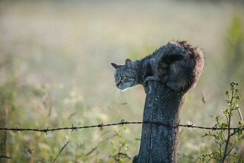 Wet cat lurking on a fence post