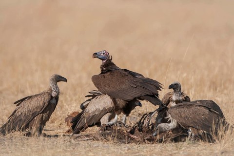 Lappet-faced Vulture or Nubian Vulture (Torgos tracheliotus) with Cape Vultures (Gyps coprotheres) feeding on a carcass