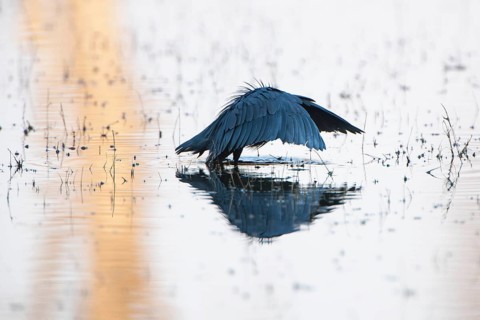Black Heron or Black Egret (Egretta ardesiaca) hunting with its typical wing position