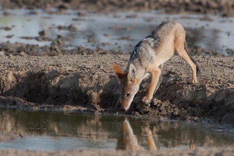Black-backed Jackal (Canis mesomelas)