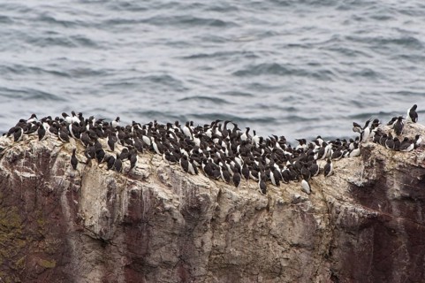Colony of Common Murres or Common Guillemots (Uria aalge) nesting on a cliff
