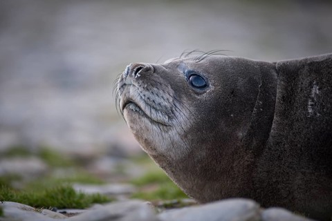 Southern Elephant Seal (Mirounga leonina)