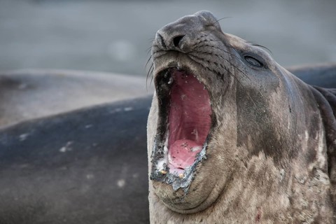 Southern Elephant Seal (Mirounga leonina)