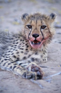 Cheetah (Acinonyx jubatus) with a bloodied face after feeding