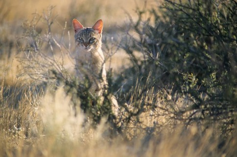 African wildcat (Felis lybica)