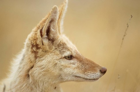 Black-backed Jackal (Canis mesomelas) with pigmentary abnormality of the fur