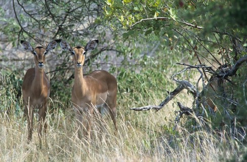 Impalas (Aepyceros melampus)