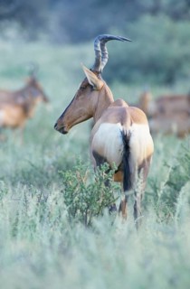 Hartebeest (Alcelaphus buselaphus)