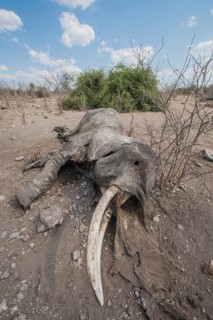 African Elephant (Loxodonta africana)