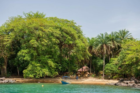 Sandy beach under tropical trees