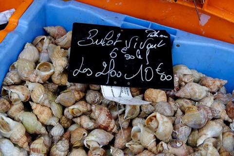 Whelks for sale