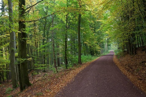 Hiking trail through a hardwood forest along the Rennsteig ridge walk