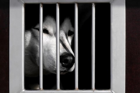 Siberian Husky behind bars in a transport vehicle