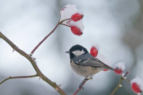 Coal Tit (Periparus ater) in winter