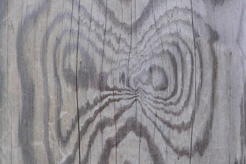 Wood grain of a Scots pine (Pinus sylvestris)