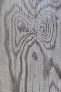 Wood grain of a Scots pine (Pinus sylvestris)