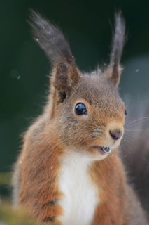 Squirrel (Sciurus vulgaris)