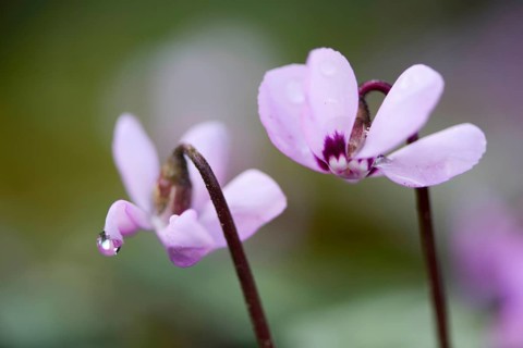 Flowering Spring Cyclamen or Spring Alpine Violet (Cyclamen coum album)