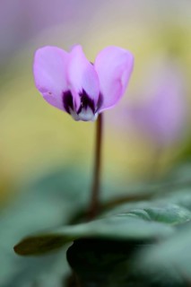 Flowering Spring Cyclamen or Spring Alpine Violet (Cyclamen coum album)