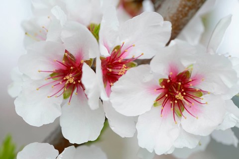 Blossoms of an Almond tree (Prunus dulcis)