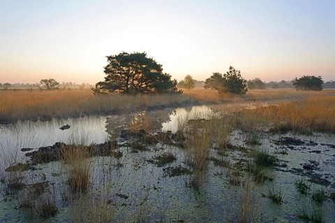 Rewetted bog