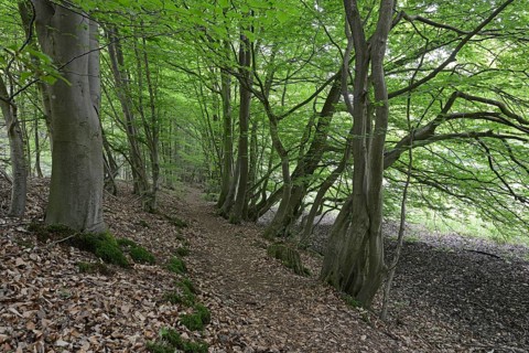 Riparian forest