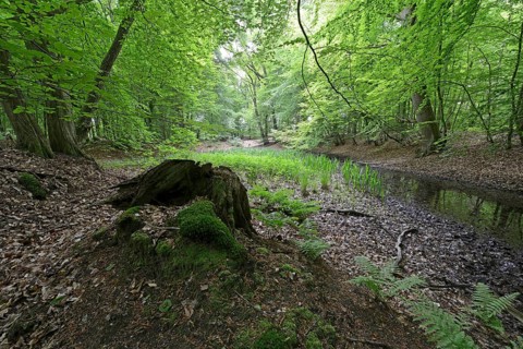 Riparian forest
