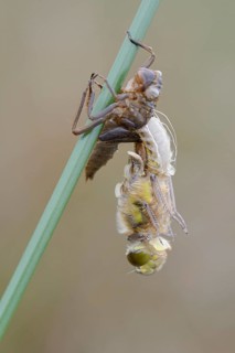 Nordic Ruby Whiteface (Leucorrhinia rubicunda)