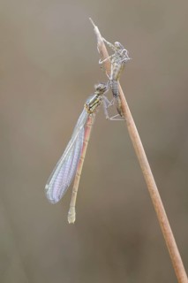 Red-legged Damselfly (Platycnemis acutipennis)