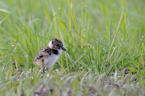 Lapwing