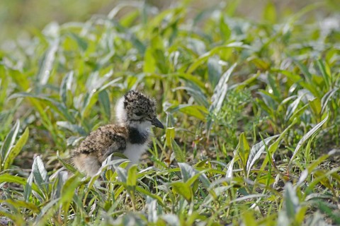 Lapwing