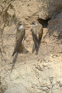 Sand Martins (Riparia riparia) outside a breeding cave