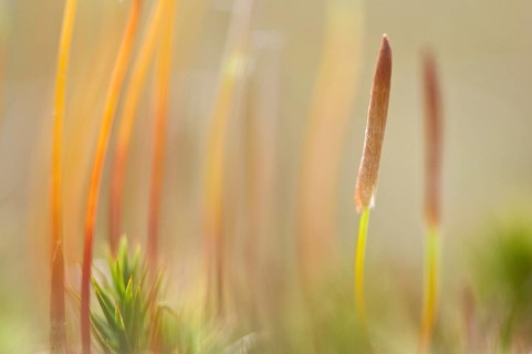 Bank Haircap Moss (Polytrichum formosum)